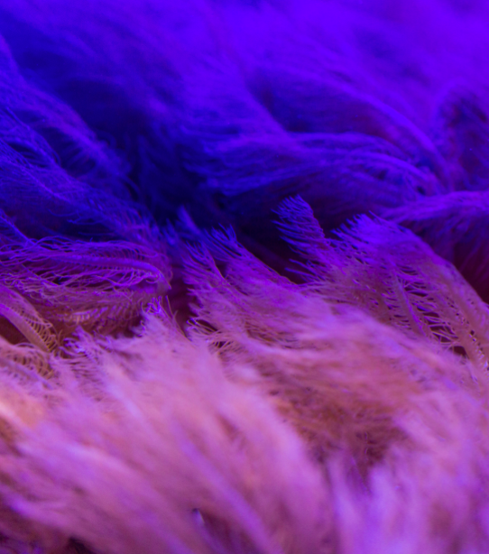 Matilde Soldati, Salt Lagoon, 2020, vidéo still